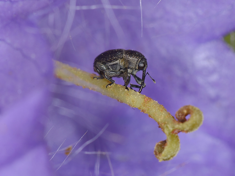 Curculionide su pistillo - Cleopomiarus sp.